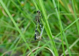 Imagem de Orthetrum sabina (Drury 1773)