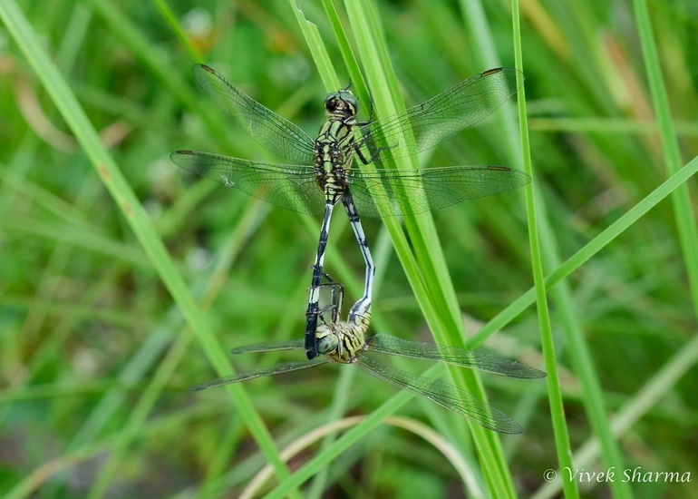 Image of Slender Skimmer