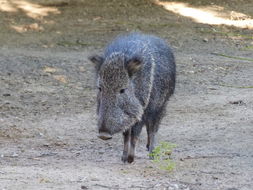 Image of Chaco Peccary