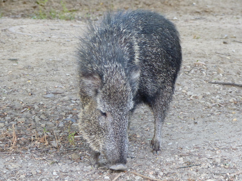 Chaco Peccary Media Encyclopedia Of Life