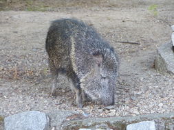 Image of Chaco Peccary