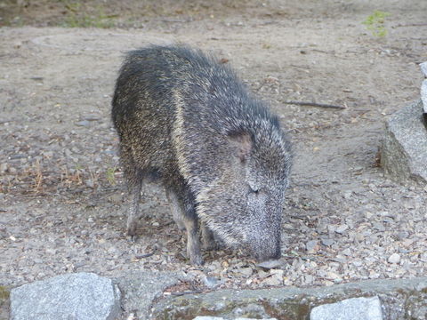 Image of Chaco Peccary