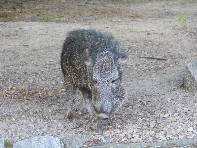 Chaco Peccary Media Encyclopedia Of Life