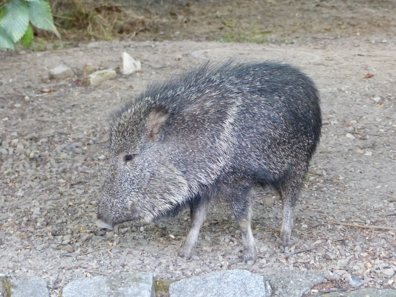 Image of Chaco Peccary