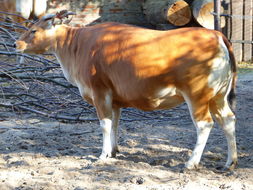 Image of Banteng