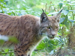 Image of Eurasian lynx