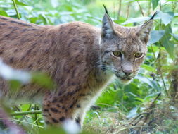 Image of Eurasian lynx