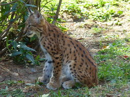 Image of Eurasian lynx