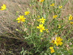 Image of Engelmann's daisy