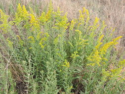 Imagem de Solidago altissima L.