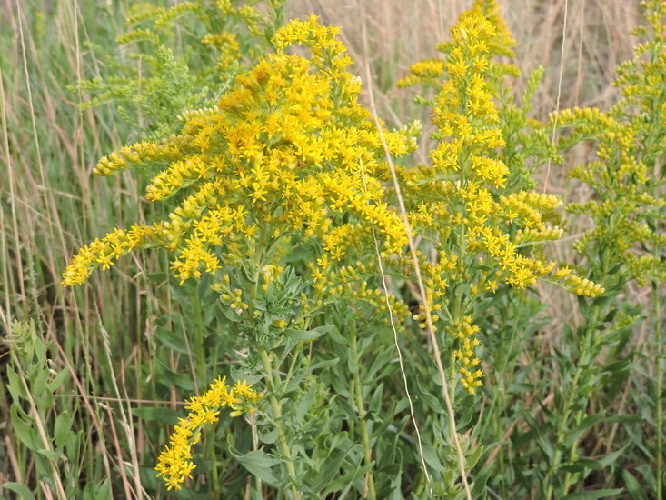 Imagem de Solidago altissima L.