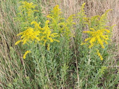 Imagem de Solidago altissima L.