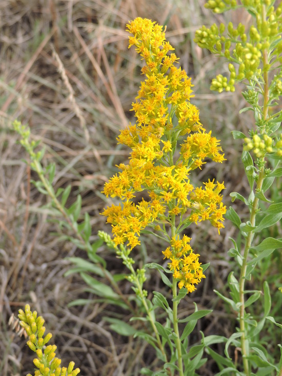 Imagem de Solidago altissima L.