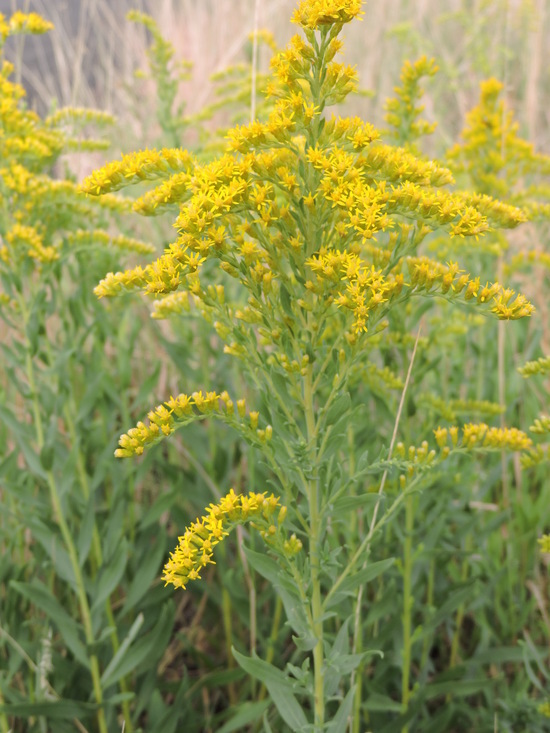 Imagem de Solidago altissima L.