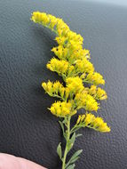 Imagem de Solidago altissima L.