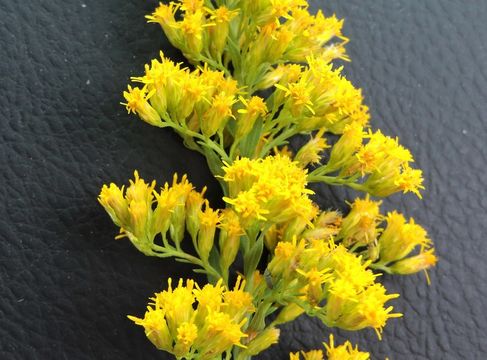 Solidago altissima L. resmi