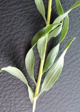 Imagem de Solidago altissima L.