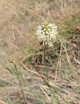 Слика од Dalea candida var. oligophylla (Torr.) Shinners