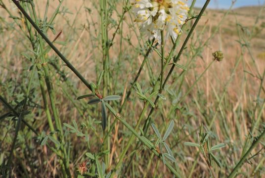 Слика од Dalea candida var. oligophylla (Torr.) Shinners