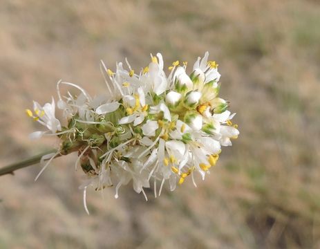 Слика од Dalea candida var. oligophylla (Torr.) Shinners