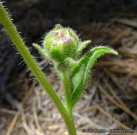 Plancia ëd Hulsea vestita subsp. callicarpha (Hall) Wilken