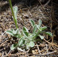 Plancia ëd Hulsea vestita subsp. callicarpha (Hall) Wilken