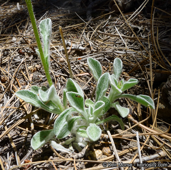 Plancia ëd Hulsea vestita subsp. callicarpha (Hall) Wilken