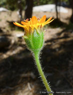 Plancia ëd Hulsea vestita subsp. callicarpha (Hall) Wilken