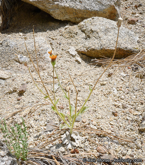 Plancia ëd Hulsea vestita subsp. callicarpha (Hall) Wilken