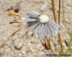 Plancia ëd Hulsea vestita subsp. callicarpha (Hall) Wilken