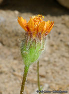 Plancia ëd Hulsea vestita subsp. callicarpha (Hall) Wilken