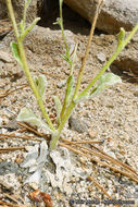 Plancia ëd Hulsea vestita subsp. callicarpha (Hall) Wilken