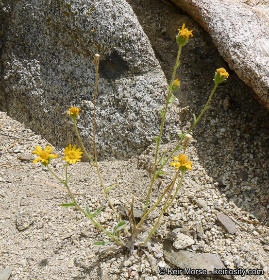 Plancia ëd Hulsea vestita subsp. callicarpha (Hall) Wilken