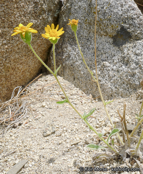 Plancia ëd Hulsea vestita subsp. callicarpha (Hall) Wilken