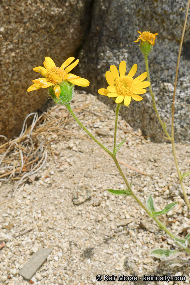 Plancia ëd Hulsea vestita subsp. callicarpha (Hall) Wilken