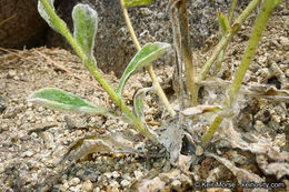 Plancia ëd Hulsea vestita subsp. callicarpha (Hall) Wilken