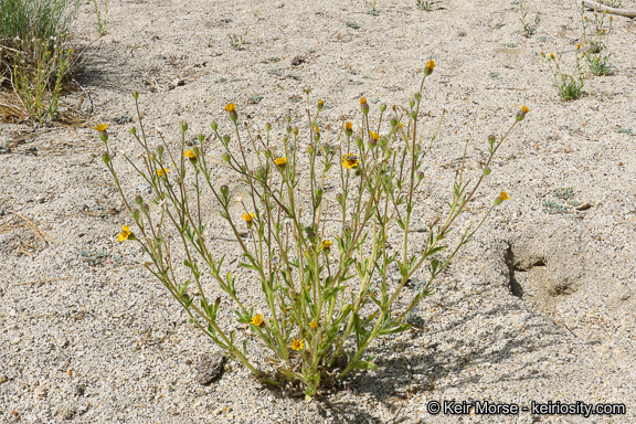 Plancia ëd Hulsea vestita subsp. callicarpha (Hall) Wilken