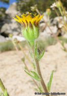 Plancia ëd Hulsea vestita subsp. callicarpha (Hall) Wilken