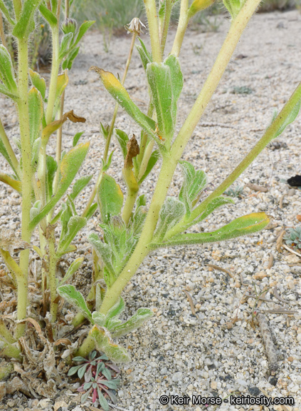 Plancia ëd Hulsea vestita subsp. callicarpha (Hall) Wilken