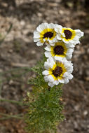 Слика од Glebionis carinata (Schousb.) N. N. Tzvel.