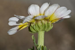 Слика од Glebionis carinata (Schousb.) N. N. Tzvel.