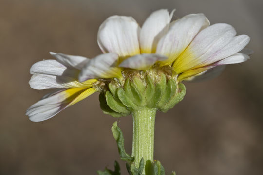 Image de Glebionis carinata (Schousb.) N. N. Tzvel.