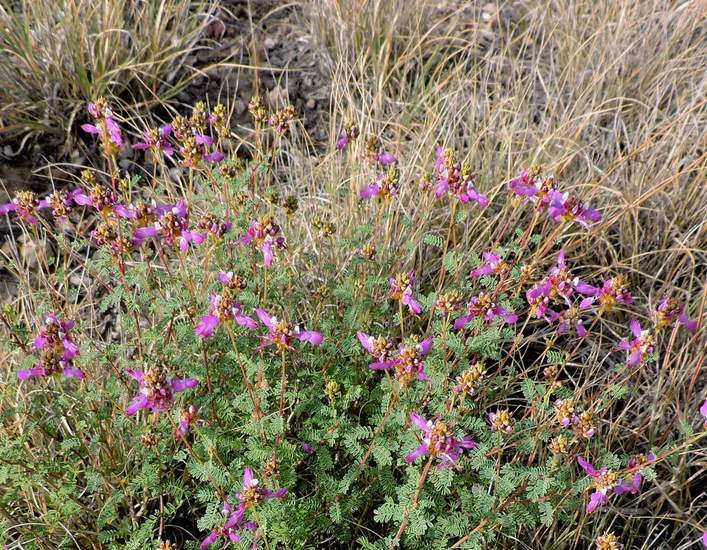 Image of black prairie clover