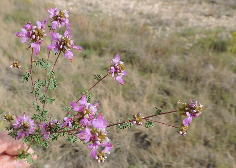 Image of black prairie clover