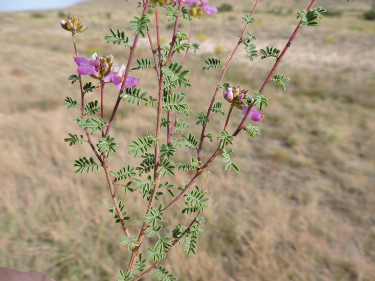 Image of black prairie clover