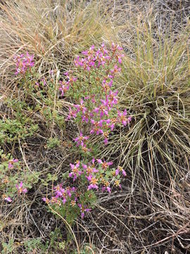 Image of black prairie clover