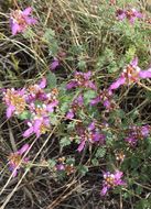 Image of black prairie clover