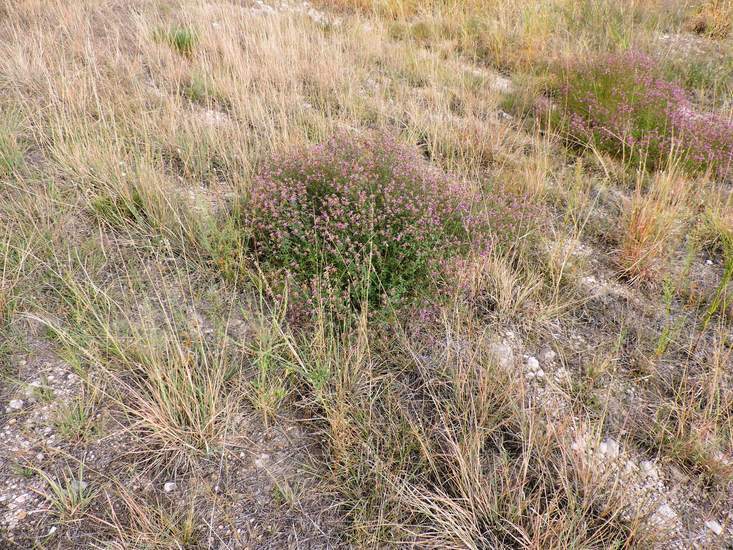 Image of black prairie clover
