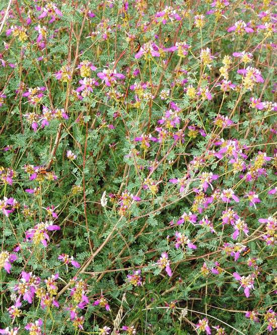 Image of black prairie clover