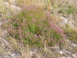 Image of black prairie clover